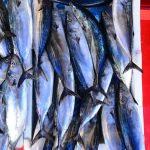Karadeniz'de balık sezonunun ilk haftası verimli geçti