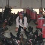 Tavuk çiftliği hayaline devlet desteği