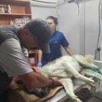 Vatandaşlardan yaralı köpek için "hayati" duyarlılık