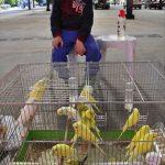 Afyonkarahisar'da kanatlı süs hayvanları pazarı açıldı