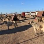 İtalya'da kurt saldırılarına karşı Kangal köpeği önerisi