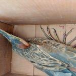 Sultan Sazlığı'nda bulunan yaralı kuşlar tedaviye alındı