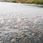 İzmir'de koku isyanı sürüyor: Nefes alamıyoruz