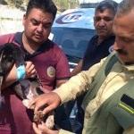 Yangından kurtarılan köpeğin yaralarını sağlık ekipleri sardı