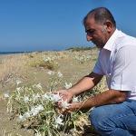 Akdeniz'in süsü nesli tükenen kum zambağı