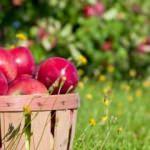 Elmayı taze tutmanın püf noktaları