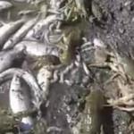 Porsuk Barajı'nda balık ve kerevit ölümleri