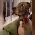 Cüssesine güvenen köpek tokadı yiyince...
