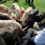 Zonguldaklı iki aile 120 sokak köpeğine yuva oldu