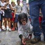 Şempanze "Can" çocuklarla buluştu