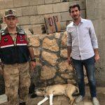 Yaralı sokak k&ouml;peğine jandarma ekibi sahip &ccedil;ıktı