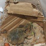 Yaralı bulunan Arap Tavşanı tedavi altına alındı