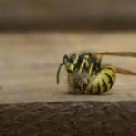 Katil Japon eşek arıları 12 milyon arıyı öldürdü