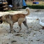 Ördek ile köpeğin şaşırtan dostluğu