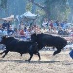 Muğla'da Boğa Güreşi Festivali yapıldı