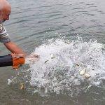 Karakaya Baraj Gölü'ne 2 milyon 680 bin balık yavrusu bırakıldı