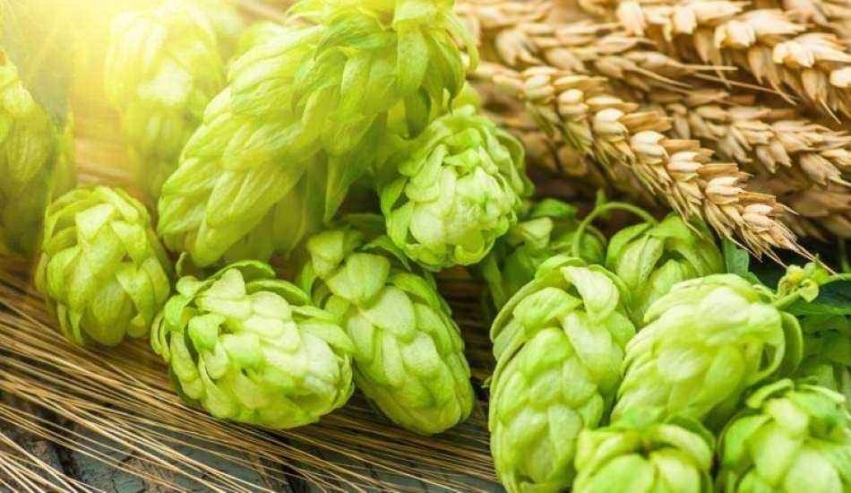 Şerbet&ccedil;i otunun faydaları nelerdir? Şerbet&ccedil;i otu nasıl kullanılır?