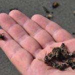 Muğla'da sahile ölü arılar vurdu