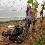 Çiftçi "Feride Abla"nın azmi takdir topluyor