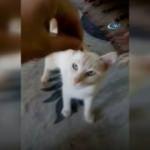 Çekirdek çitleyen kedi sosyal medyanın gündeminde