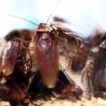 Hamam böceklerinden kurtulmanın kesin çözümü