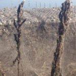 İnanılmaz olay! 24 saatte her tarafı sardılar