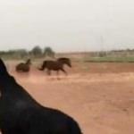 Şanlıurfa'da at ölümlerinin sebebi ortaya çıktı