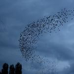Bayburt'da kuşlardan gökyüzünde "dans"