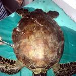 Yaralı yeşil deniz kaplumbağası tedavi altına alındı