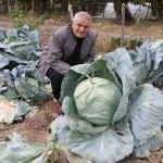 Yozgat'ta lahana hasatı sürüyor