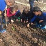 Öğrencilerin "organik tarım" etkinliği