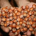 Fındık &uuml;reticisi a&ccedil;ıklanan fiyatla rahatladı