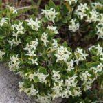 Yoğurt otunun faydaları? Yoğurt otu çayı nasıl yapılır?