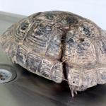 Kaplumbağanın parçalanan kabuğu onarıldı