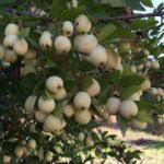 Hambeles (Murt) nedir? Hambeles (Murt) faydaları nelerdir? Murt nasıl tüketilir?