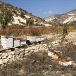 Ayıların arı kovanlarına zarar verdiği iddiası