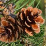 Çam yapışkanı nasıl çıkar?