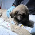 Yaralı köpeğin tedavisi için makam aracını tahsis etti