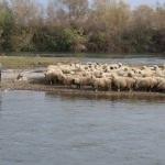 Çoban ile 250 koyunu Kelkit Çayı'nda mahsur kaldı