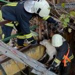 Muğla'da çayda mahsur kalan köpek kurtarıldı