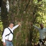 Kahramanmaraş'ta 28 asırlık ağaç korumaya alınıyor