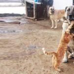 Kangallar ile kedilerin şaşırtan dostluğu	
