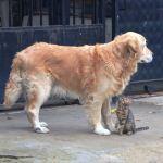 Sarıgöl'de kedi-köpek dostluğu