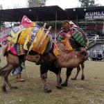 Kumluca'da develere havut giydirildi