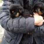 Mahsur kalan yavru köpekleri itfaiye kurtardı