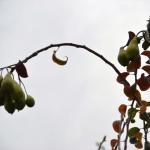 Armut ağacı aralık ayında da meyve veriyor