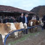 Tosya'da, genç çiftçilere 45 baş düve dağıtıldı