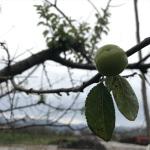 İznik'te erik ağaçları kış mevsiminde meyve verdi