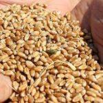 Irak ABD'den buğday ve pirinç ithal edecek