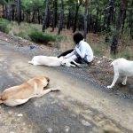 Sakinleştirici ilaç verilen 11 köpeğin sokağa bırakıldığı iddiası